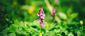 Preview wallpaper flower, inflorescence, leaves, plants, blur