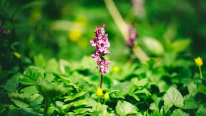 Preview wallpaper flower, inflorescence, leaves, plants, blur