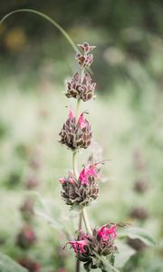 Preview wallpaper flower, inflorescence, plant, wild, stem, macro