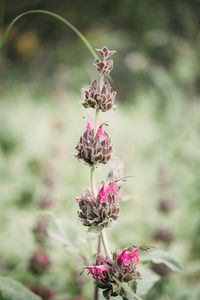 Preview wallpaper flower, inflorescence, plant, wild, stem, macro