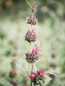 Preview wallpaper flower, inflorescence, plant, wild, stem, macro