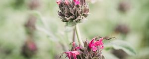 Preview wallpaper flower, inflorescence, plant, wild, stem, macro