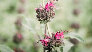 Preview wallpaper flower, inflorescence, plant, wild, stem, macro