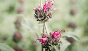 Preview wallpaper flower, inflorescence, plant, wild, stem, macro