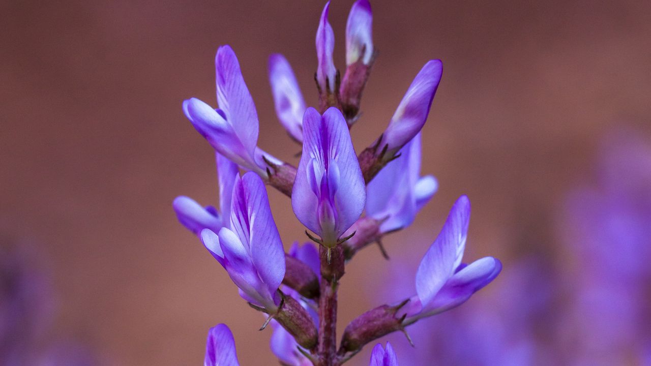 Wallpaper flower, inflorescence, purple, bloom, plant