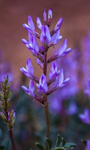 Preview wallpaper flower, inflorescence, purple, bloom, plant