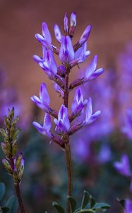 Preview wallpaper flower, inflorescence, purple, bloom, plant