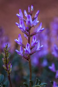 Preview wallpaper flower, inflorescence, purple, bloom, plant