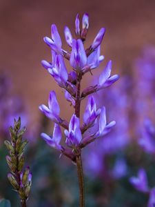 Preview wallpaper flower, inflorescence, purple, bloom, plant