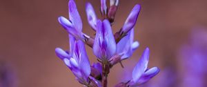 Preview wallpaper flower, inflorescence, purple, bloom, plant