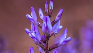 Preview wallpaper flower, inflorescence, purple, bloom, plant