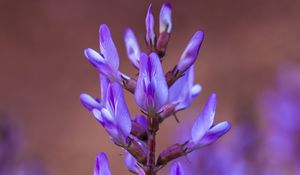 Preview wallpaper flower, inflorescence, purple, bloom, plant