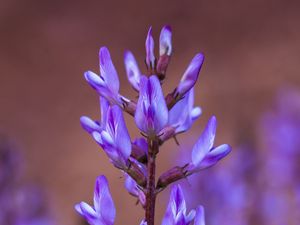 Preview wallpaper flower, inflorescence, purple, bloom, plant