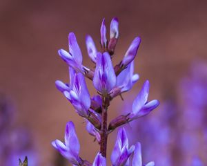 Preview wallpaper flower, inflorescence, purple, bloom, plant