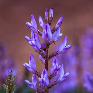 Preview wallpaper flower, inflorescence, purple, bloom, plant