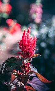 Preview wallpaper flower, inflorescence, red, plant, macro