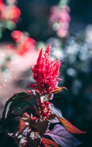 Preview wallpaper flower, inflorescence, red, plant, macro