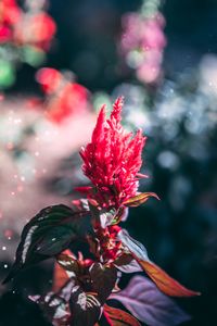 Preview wallpaper flower, inflorescence, red, plant, macro