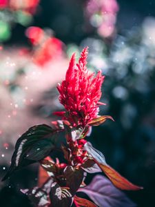 Preview wallpaper flower, inflorescence, red, plant, macro