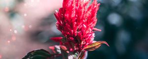 Preview wallpaper flower, inflorescence, red, plant, macro