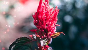 Preview wallpaper flower, inflorescence, red, plant, macro