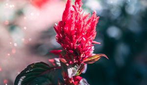 Preview wallpaper flower, inflorescence, red, plant, macro