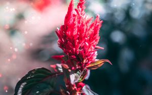 Preview wallpaper flower, inflorescence, red, plant, macro