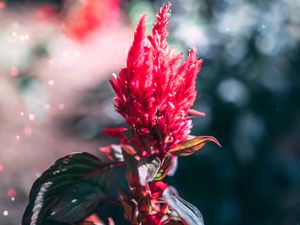 Preview wallpaper flower, inflorescence, red, plant, macro