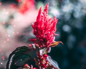 Preview wallpaper flower, inflorescence, red, plant, macro