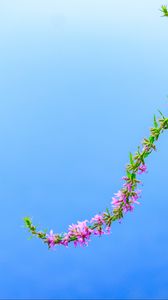 Preview wallpaper flower, inflorescence, sky, minimalism