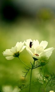 Preview wallpaper flower, insect, grass, stalk