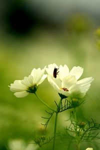 Preview wallpaper flower, insect, grass, stalk