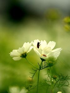 Preview wallpaper flower, insect, grass, stalk