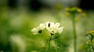 Preview wallpaper flower, insect, grass, stalk