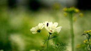 Preview wallpaper flower, insect, grass, stalk