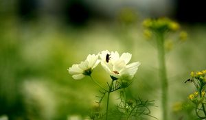 Preview wallpaper flower, insect, grass, stalk