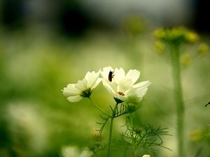 Preview wallpaper flower, insect, grass, stalk