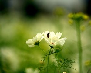 Preview wallpaper flower, insect, grass, stalk