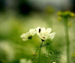 Preview wallpaper flower, insect, grass, stalk