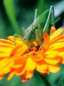 Preview wallpaper flower, insect, petals