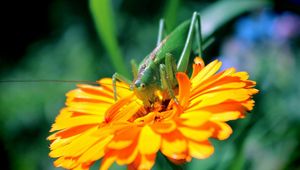 Preview wallpaper flower, insect, petals