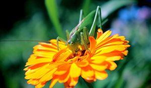 Preview wallpaper flower, insect, petals