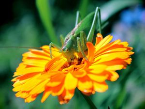 Preview wallpaper flower, insect, petals