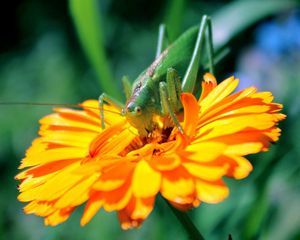 Preview wallpaper flower, insect, petals