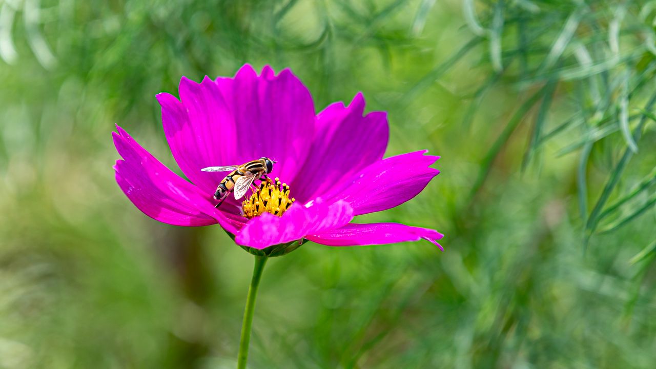 Wallpaper flower, insect, purple, macro, blur