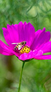 Preview wallpaper flower, insect, purple, macro, blur