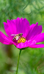 Preview wallpaper flower, insect, purple, macro, blur