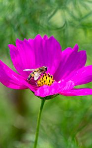 Preview wallpaper flower, insect, purple, macro, blur