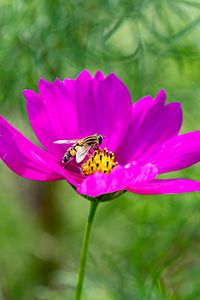 Preview wallpaper flower, insect, purple, macro, blur