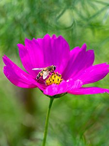 Preview wallpaper flower, insect, purple, macro, blur